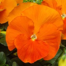 AUTUMN PACK Pansy Matrix 'Deep Orange'    6pk AUTUMN PACK Pansy Matrix 'Deep Orange'    6pk