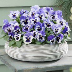 AUTUMN PACK Pansy Matrix 'Delft Blue'   6pk AUTUMN PACK Pansy Matrix 'Delft Blue'   6pk