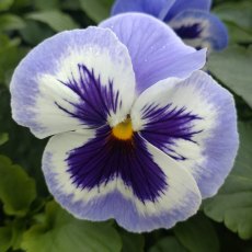AUTUMN PACK Pansy Matrix 'Delft Blue'   6pk AUTUMN PACK Pansy Matrix 'Delft Blue'   6pk