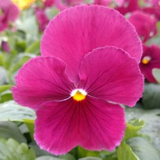 AUTUMN PACK Pansy Matrix 'Rose'   6pk AUTUMN PACK Pansy Matrix 'Rose'   6pk