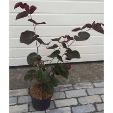 Cercis canadensis 'Merlot' 4L Cercis canadensis 'Merlot' 4L