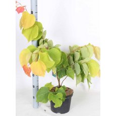 Cercis canadensis 'The Rising Sun' 4L Cercis canadensis 'The Rising Sun' 4L