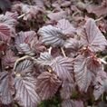 Corylus avellana 'Red Majestic' 5L Corylus avellana 'Red Majestic' 5L