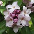 Daphne bholua 'Jacqueline Postill' 4.5L Daphne bholua 'Jacqueline Postill' 4.5L