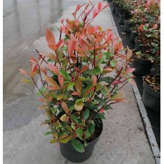 Photinia x fraseri 'Carre Rouge' 5L Photinia x fraseri 'Carre Rouge' 5L