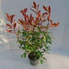 Photinia x fraseri 'Red Robin' 5L Photinia x fraseri 'Red Robin' 5L