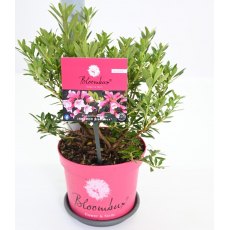 Rhododendron BLOOMBUX MAGENTA (Microhirs9) 2L Rhododendron BLOOMBUX MAGENTA (Microhirs9) 2L