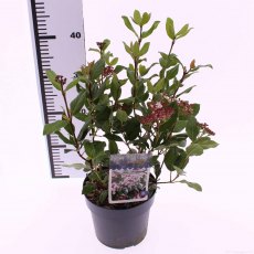 Viburnum tinus 'Gwenllian' 2L Viburnum tinus 'Gwenllian' 2L