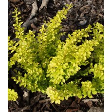 Berberis thunbergii 'Goldalitta' 2L Berberis thunbergii 'Goldalitta' 2L