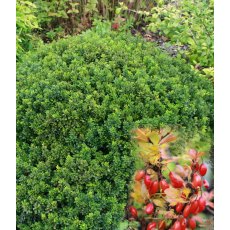 Berberis thunbergii 'Kobold' 2L Berberis thunbergii 'Kobold' 2L