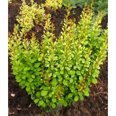 Berberis thunbergii 'Pow-Wow' 2L Berberis thunbergii 'Pow-Wow' 2L