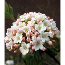 Viburnum x burkwoodii 'Anne Russell' 5L Viburnum x burkwoodii 'Anne Russell' 5L