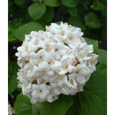 Viburnum x carlcephalum 5L Viburnum x carlcephalum 5L