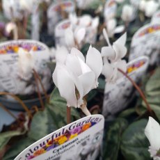 Cyclamen hederifolium 'White'   9cm Cyclamen hederifolium 'White'   9cm