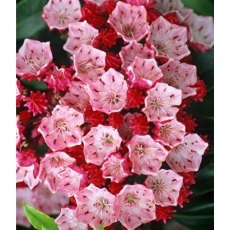 Kalmia latifolia 'Ostbo Red' 4L Kalmia latifolia 'Ostbo Red' 4L