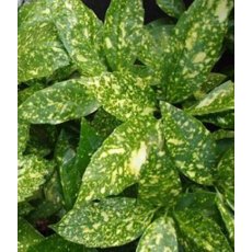 Aucuba japonica 'Crotonifolia' (F/V) 2L Aucuba japonica 'Crotonifolia' (F/V) 2L