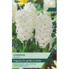 TAYLORS Hyacinth Carnegie TAYLORS Hyacinth Carnegie