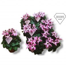 Cyclamen SS Djix Pink 10.5cm Cyclamen SS Djix Pink 10.5cm