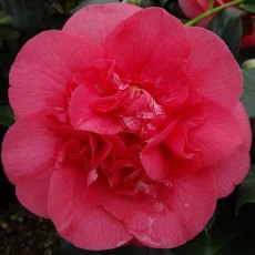 Camellia japonica 'R.L. Wheeler'   1.5L Camellia japonica 'R.L. Wheeler'   1.5L