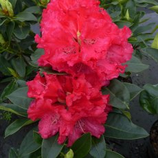 HARDY HYBRID RHODODENDRON 'Markeetas Prize' 7.5L HARDY HYBRID RHODODENDRON 'Markeetas Prize' 7.5L