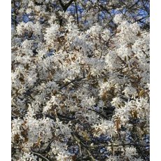 Amelanchier x grandiflora 'Robin Hill'   12L Amelanchier x grandiflora 'Robin Hill'   12L