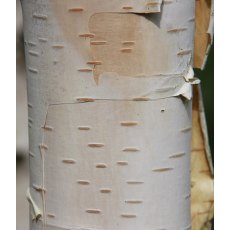 Betula utilis var. jacquemontii 'Silver Shadow' 12L Betula utilis var. jacquemontii 'Silver Shadow' 12L