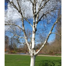 Betula utilis var. jacquemontii 'Silver Shadow' 12L Betula utilis var. jacquemontii 'Silver Shadow' 12L