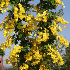 Laburnum anagyroides 'Yellow Rocket ®' 12L Laburnum anagyroides 'Yellow Rocket ®' 12L