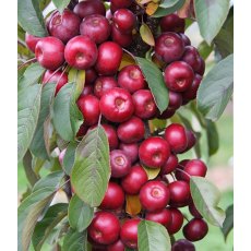 Malus 'Laura ®' 12L Malus 'Laura ®' 12L