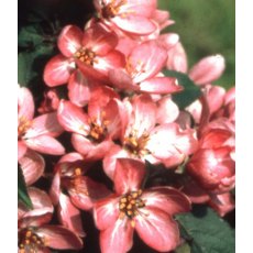 Malus 'Laura ®' 12L Malus 'Laura ®' 12L