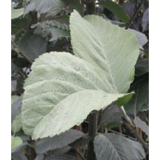 Sorbus aria 'Lutescens'  12L Sorbus aria 'Lutescens'  12L