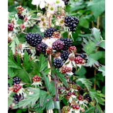 Blackberry (Rubus) 'Oregon Thornless' 3L Blackberry (Rubus) 'Oregon Thornless' 3L
