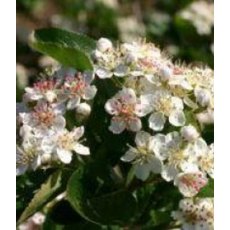 Chokeberry (Aronia) 'Viking'   3L Chokeberry (Aronia) 'Viking'   3L