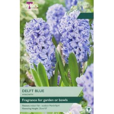 TAYLORS Hyacinth Delft Blue TAYLORS Hyacinth Delft Blue