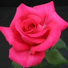 Rose 'All My Loving' 3Ldp Rose 'All My Loving' 3Ldp