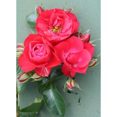 Rose 'Flower Carpet Scarlet' 3Ldp Rose 'Flower Carpet Scarlet' 3Ldp