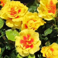 Rose 'Peters Persica' 4Ldp Rose 'Peters Persica' 4Ldp