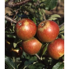 Apple (Malus) 'Cox Self Fertile' - Bush - M26 12L Apple (Malus) 'Cox Self Fertile' - Bush - M26 12L
