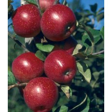 Apple (Malus) 'Red Windsor'® - Bush - M26 12L Apple (Malus) 'Red Windsor'® - Bush - M26 12L