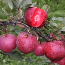 Apple (Malus) TICKLED PINK Baya® Marisa - Bush - M26 12L Apple (Malus) TICKLED PINK Baya® Marisa - Bush - M26 12L