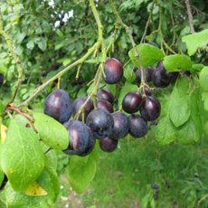 Damson (Prunus) 'Merryweather' - Bush - VVA-1® 12L Damson (Prunus) 'Merryweather' - Bush - VVA-1® 12L
