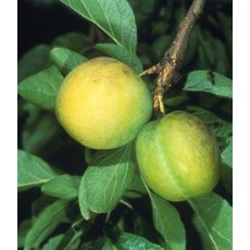 Gage (Prunus) 'Oullins Golden' - Bush - VVA-1® 12L Gage (Prunus) 'Oullins Golden' - Bush - VVA-1® 12L