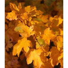 BARE-ROOT HEDGING Acer campestre (5 Plants) 40/60 1+1 BARE-ROOT HEDGING Acer campestre (5 Plants) 40/60 1+1