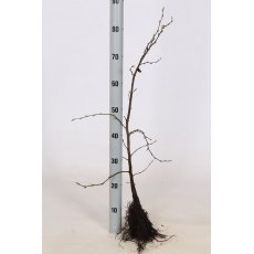 BARE-ROOT HEDGING Carpinus betulus (5 Plants) 60/80 1+1 BARE-ROOT HEDGING Carpinus betulus (5 Plants) 60/80 1+1