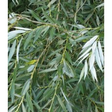 BARE-ROOT HEDGING Salix alba (5 Plants) 80/120 0+1 BARE-ROOT HEDGING Salix alba (5 Plants) 80/120 0+1