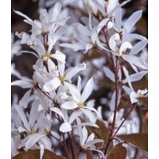 Amelanchier 'La Paloma' 12L Amelanchier 'La Paloma' 12L