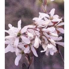 Amelanchier x grandiflora 'Ballerina'   12L Amelanchier x grandiflora 'Ballerina'   12L
