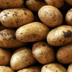 SEED POTATO - FIRST EARLY 'Francis' - 2.5kg SEED POTATO - FIRST EARLY 'Francis' - 2.5kg
