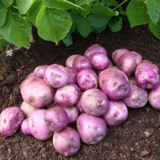 SEED POTATO - MAIN CROP 'Organic Arran Victory' - 6 Tubers SEED POTATO - MAIN CROP 'Organic Arran Victory' - 6 Tubers