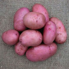 SEED POTATO - MAIN CROP 'Organic Sarpo Axona' - 6 Tubers SEED POTATO - MAIN CROP 'Organic Sarpo Axona' - 6 Tubers